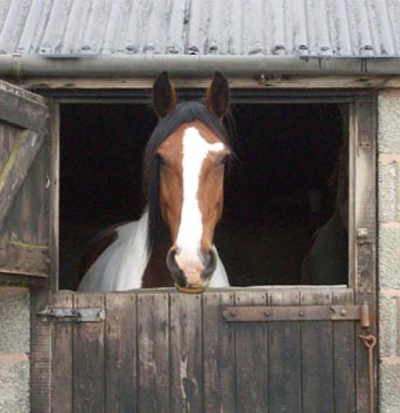 North Farm Stables